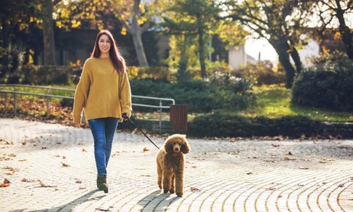 The Residences at Courthouse Square is a pet-friendly community! a woman walking a dog